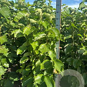 Magnolia brookl. 'Yellow Bird' 125-150 cm met kluit
