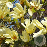 Magnolia 'Elizabeth' 60-80 cm met kluit