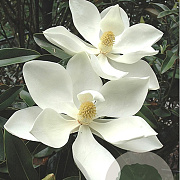 Magnolia grand. 'TMGH' 125-150 cm met kluit meerstammig