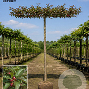 Malus 'Hyslop' 12-14 HO draadkluit 220 cm stam dakvorm