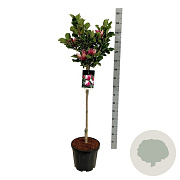 Magnolia 'March Till Frost' 125-150 cm met kluit meerstammig