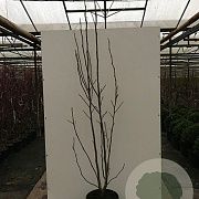 Magnolia 'Yellow Lantern' 125-150 cm met kluit