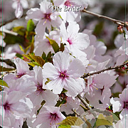 Prunus 'The Bride' 140-160 cm 10L