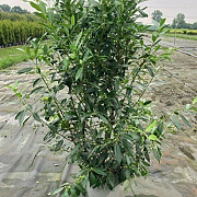 Prunus l. 'Herbergii' 250-300 cm draadkluit struik 175-200 diameter