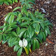 Prunus l. 'Mount Vernon' 30-40 cm 4,0L