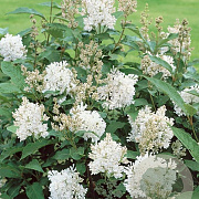 Syringa henryi 'Tammelan Kaunotar' 125-150 cm met kluit struik