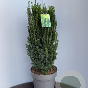 Taxus media 'Hillii' 150-175 cm draadkluit solitair
