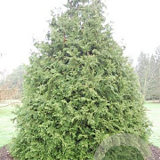 Thujopsis dolabrata 250-300 cm draadkluit solitair