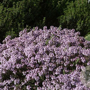 Thymus 'Duftkissen' GM P9 BIO