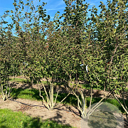 Viburnum bodn. 'Charles Lamont' 200-250 cm draadkluit struik