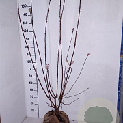 Viburnum bodn. 'Dawn' 100-125 cm met kluit
