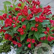 Weigela All Summer Red 25-30 cm 3,0L