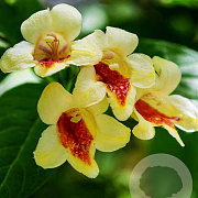 Weigela middendorffiana 40-50 cm 3,0L