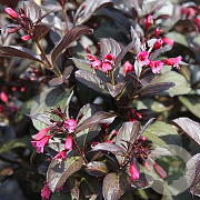 Weigela Naomi Campbell 20-25 cm 3,0L