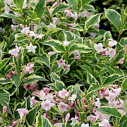 Weigela 'Nana Variegata' 30-40 cm 5,0L