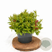 Weigela Picobella Rosso 25-30 cm 3,0L