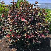 Weigela Vintage Love 30-40 cm 3,0L