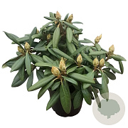 Rhododendron yakushimanum Caroline Allbrook' 30 cm 5,0L