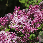 Syringa meyeri Lillifee 40-50 cm 5,0L