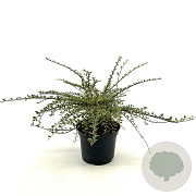Cotoneaster atrop. 'Variegatus' 25-30 cm 2,0L