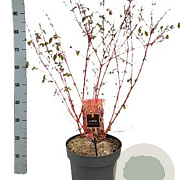 Cornus sang. 'Midwinter Fire' 30-35 cm 2,0L