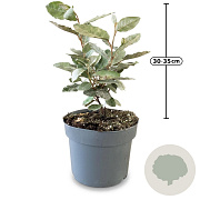 Elaeagnus ebb. 'Compacta' 25-30 cm 2,0L