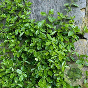 Euonymus fortunei radicans 20-25 cm 2,0L