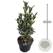 Euonymus jap. 'Bravo' 30-40 cm 5,0L