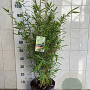 Fargesia mur. 'Jumbo' 80-100 cm 7,5L