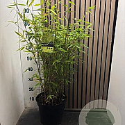 Fargesia mur. 'Simba' 80-100 cm 7,5L