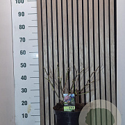Ficus car. 'Violette Dauphine' 40-50 cm 7,5L