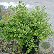 Lonicera nit. 'Lemon Beauty' 30-35 cm 5,0L
