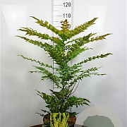 Mahonia media 'Winter Sun' 35-40 cm 5,0L