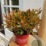Photinia fraseri Chico 20-25 cm 2,0L
