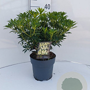 Pieris jap. 'Debutante' 25 cm 2,0L