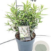Sarcococca h. Purple Gem 25-30 cm 2,0L