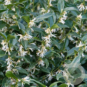 Sarcococca ruscifolia 'Dragon Gate' 20-25 cm 2,0L