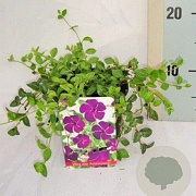 Vinca minor 'Atropurpurea' 15-20 cm C1