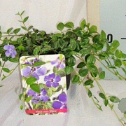 Vinca minor 'Marie' 10-15 cm P13