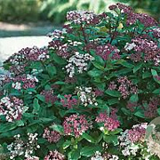 Viburnum tin. 'Gwenllian' 25-30 cm 2,0L