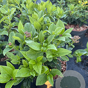 Viburnum tinus 25-30 cm 2,0L