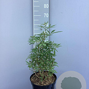 Vitex agnus-castus 50-60 cm 7,5L