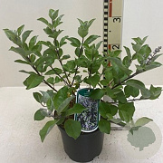 Vitex Chicagoland Blues 50-60 cm 7,5L