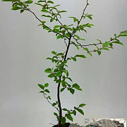 Carpinus betulus 80-100 cm 2,5L
