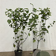 Cornus sanguinea 60-100 cm 2,5L