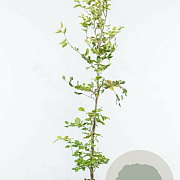 Fagus sylvatica 150-175 cm 3,5L