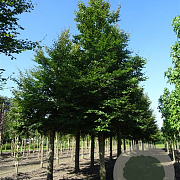 Fagus sylvatica 150-175 cm 3,5L
