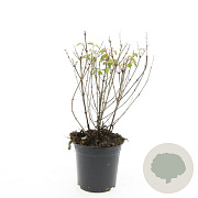 Fuchsia 'Riccartonii' GM 1.5