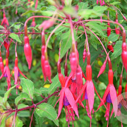 Fuchsia 'Riccartonii' GM 1.5