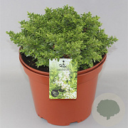 Hebe rakaiensis GM C5